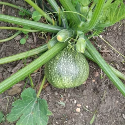 Courgette De Nice à fruits ronds - Des courgettes rondes à farcir