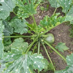 Courgette De Nice à fruits ronds - Des courgettes rondes à farcir
