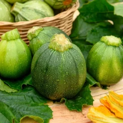 Courgette Eight Ball F1 - Des courgettes rondes à farcir