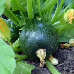 Courgette Eight Ball F1 - Des courgettes rondes à farcir