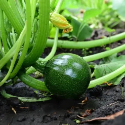 Courgette Eight Ball F1 - Des courgettes rondes à farcir