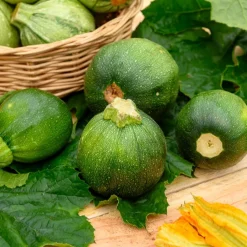Courgette Eight Ball F1 - Des courgettes rondes à farcir