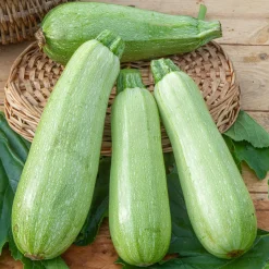 Courgette Grey Griller F1 - La courgette grise gourmande