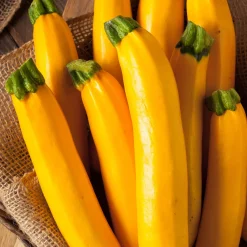 Courgette Lingodor F1 - Des courgettes dorées tout l'été