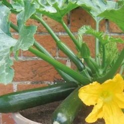 Courgette pour pot Patio Star F1 - Des courgettes sur le balcon