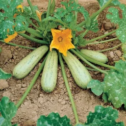 Courgette Profusion - Grisette de Provence - Récolte facile tout l'été
