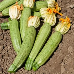Courgette Profusion - Grisette de Provence - Récolte facile tout l'été