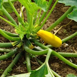 Courgette Soleil F1 - Des courgettes tout l'été