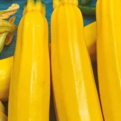 Courgette Soleil F1 - Des courgettes tout l'été