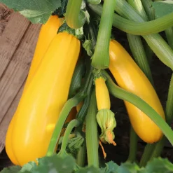 Courgette Soleil F1 - Des courgettes tout l'été