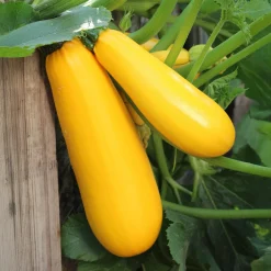 Courgette Soleil F1 - Des courgettes tout l'été