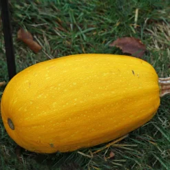 Courgette Spaghetti végétal - La courgette qui fait des spaghettis