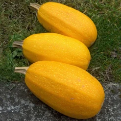 Courgette Spaghetti végétal - La courgette qui fait des spaghettis