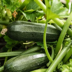 Courgette Storr's Green F1 - Parfaite pour des plats d’été