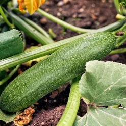 Courgette Storr's Green F1 - Parfaite pour des plats d’été