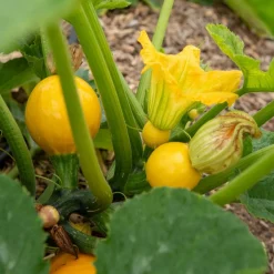 Courgette Sun Ball F1 - Des courgettes rondes tout l'été