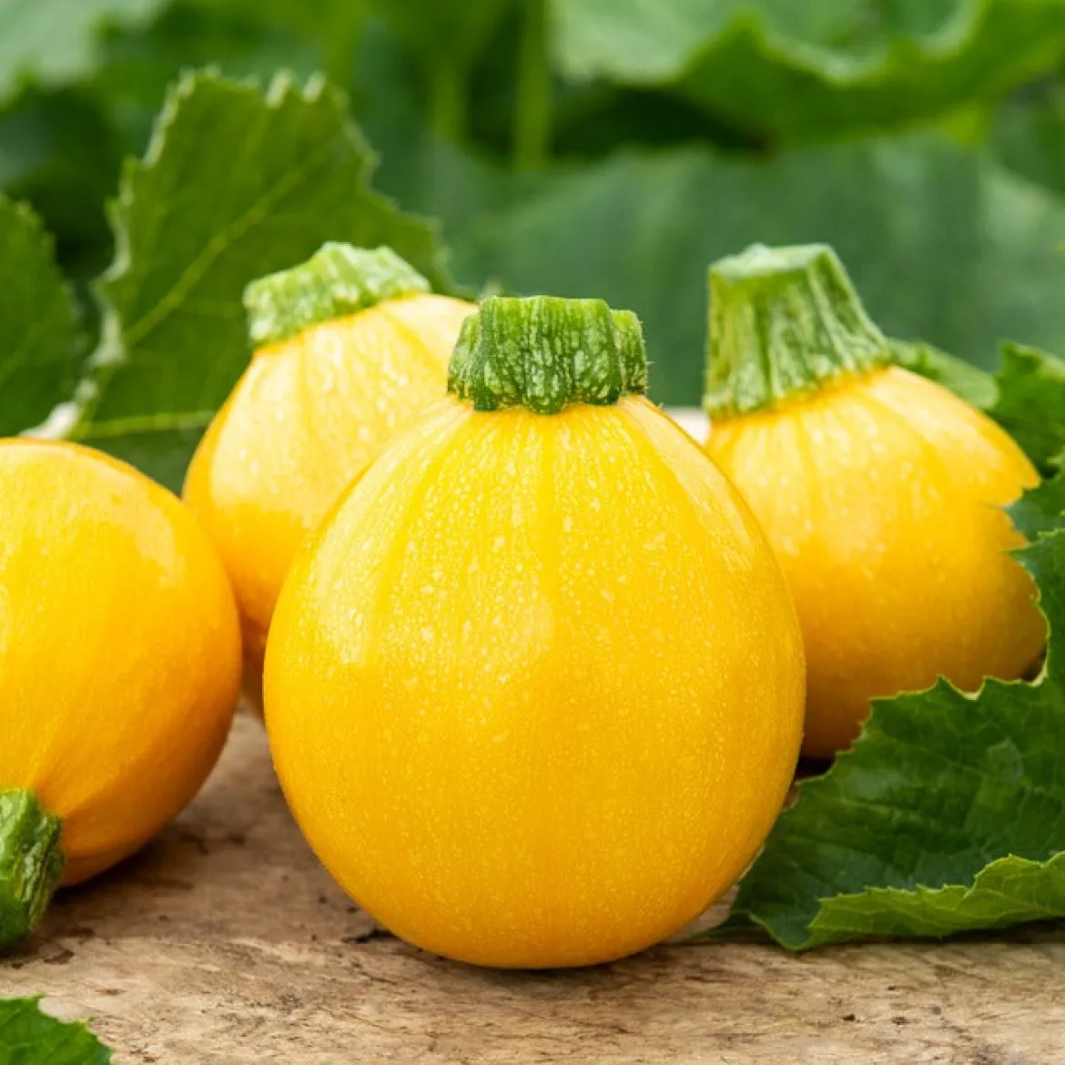 Courgette Sun Ball F1 - Des courgettes rondes tout l'été