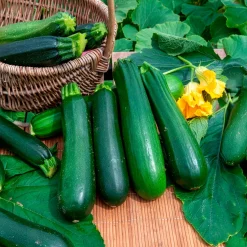 Courgette verte non coureuse des maraîchers Bio - Récoltez tout l'été
