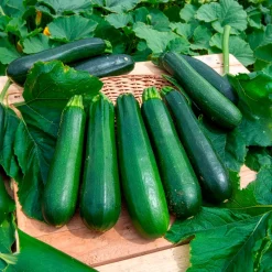 Courgette verte non coureuse des maraîchers Bio - Récoltez tout l'été