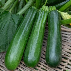 Courgette verte non coureuse des maraîchers Bio - Récoltez tout l'été