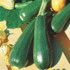 Courgette verte non coureuse des maraîchers Bio - Récoltez tout l'été