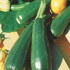 Courgette Verte non coureuse des maraîchers - Récoltez tout l'été
