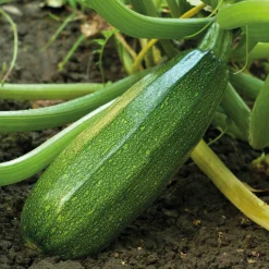 Courgette Verte non coureuse des maraîchers - Récoltez tout l'été