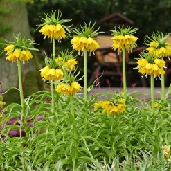 Couronne impériale jaune - Une couronne haute en couleur