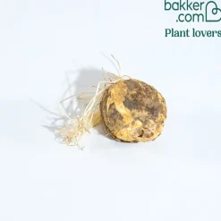 Couronne impériale orange - L'allure royale au jardin