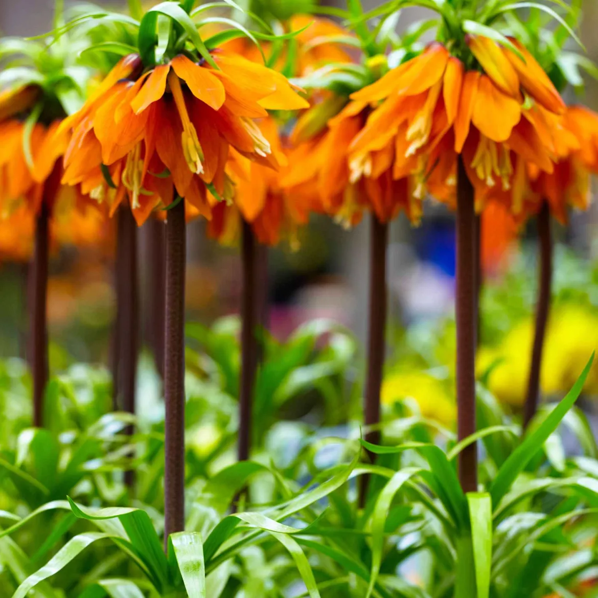 Couronne impériale orange - L'allure royale au jardin