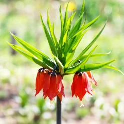 Couronne impériale rouge - Une fleur qui capte tous les regards