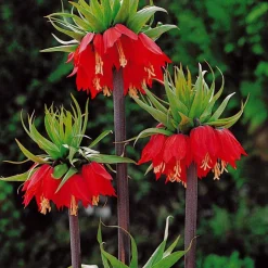 Couronne impériale rouge - Une fleur qui capte tous les regards