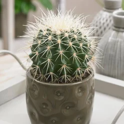 Coussin de belle-mère - Le cactus rond qui fait tout
