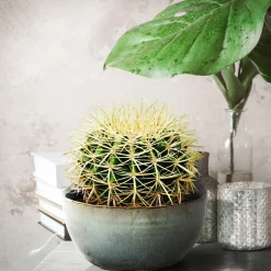 Coussin de belle-mère - Le cactus rond qui fait tout