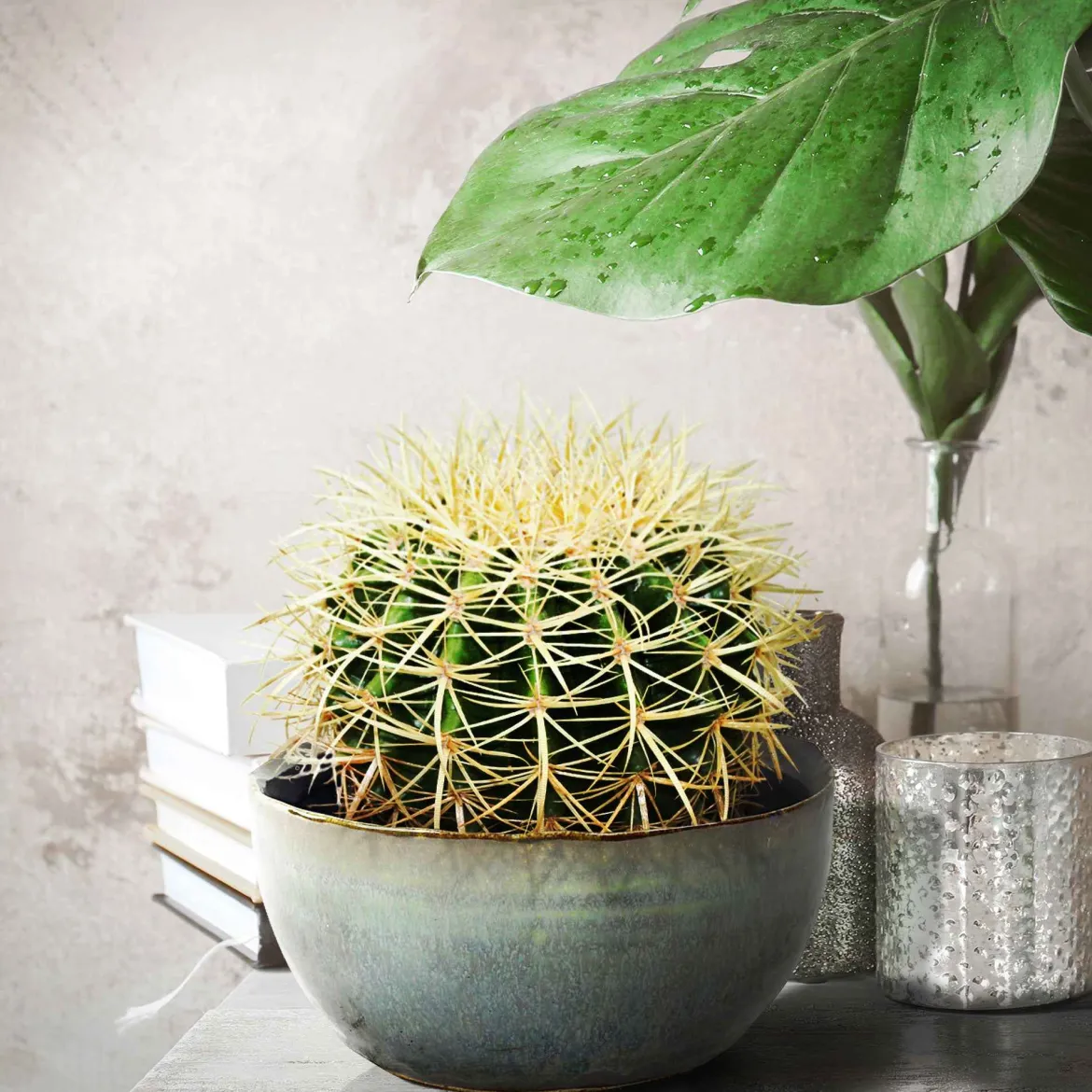 Coussin de belle-mère - Le cactus rond qui fait tout