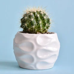 Coussin de belle-mère - Le cactus rond qui fait tout