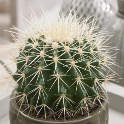 Coussin de belle-mère - Le cactus rond qui fait tout