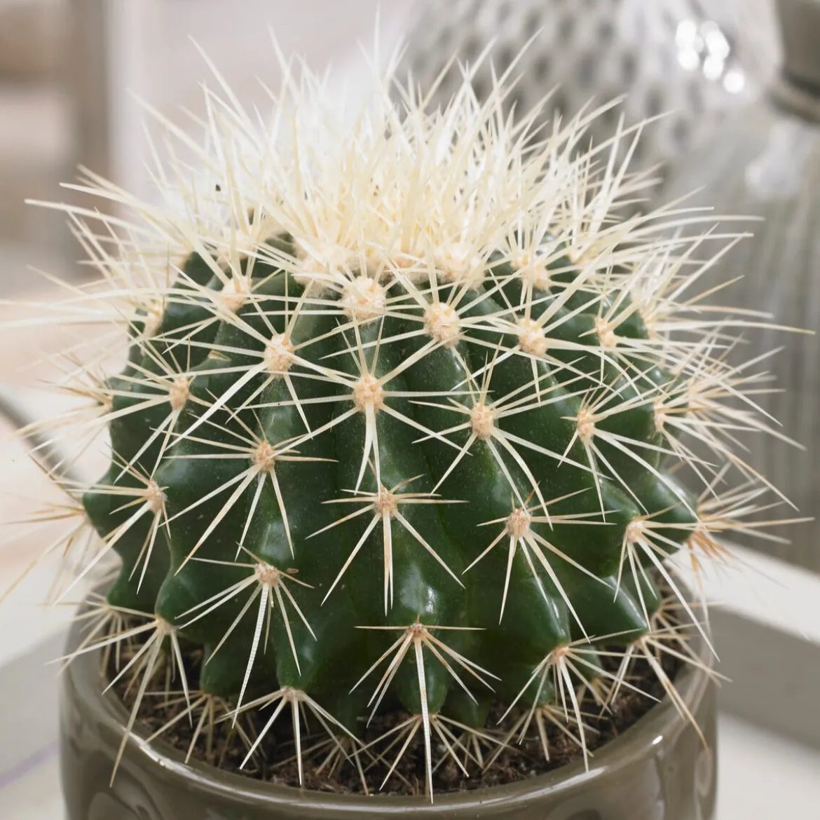 Coussin de belle-mère - Le cactus rond qui fait tout