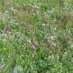 Couvre-sol fleuris - Un tapis de fleurs sans effort