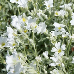 Céraiste de Bieberstein - Un tapis blanc en un clin d'œil