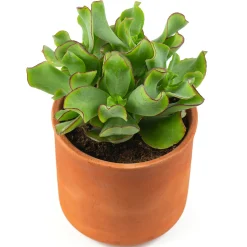 Crassula Arborescens 'Curly Green' - Le charme graphique en pot