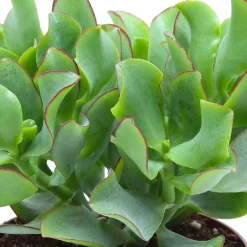 Crassula Arborescens 'Curly Green' - Le charme graphique en pot