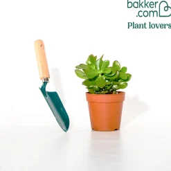 Crassula à feuilles ovales - Le vert qui dure sans effort