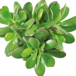 Crassula à feuilles ovales - Le vert qui dure sans effort