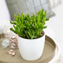 Crassula 'Hobbit' - L'allure sculpturale sans effort