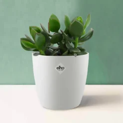 Crassula ovata argentea + cache pot blanc 14 cm - Facile d'entretien, très résistante