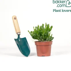 Crassula ovata Gollum - Le jade qui fait sourire