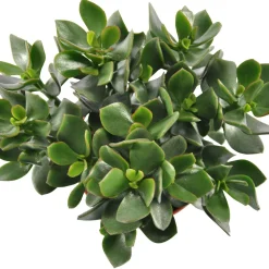 Crassula ovata Hulk' - Le vert costaud, sans effort