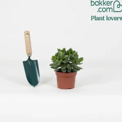 Crassula ovata Hulk' - Le vert costaud, sans effort