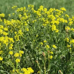 Cresson de jardin - Récolte piquante en 8 semaines